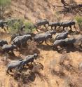 This image shows elephants from the air.