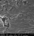 Rice University materials scientists and their international colleagues created a form of 3-D graphene oxide with layers welded together at room temperature via spark plasma sintering. The material shows promise for biological applications.