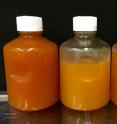 Ohio State University researchers and their colleagues have identified a new genus of bacteria living inside hydraulic fracturing wells. These jars contain samples of "produced water fluids" -- the fluid that is collected at the surface of a hydraulic fracturing well after fracturing -- from wells in Marcellus and Utica shale formations. The fluids are orange because they contain large amounts of iron that oxidizes when the fluids are brought to the surface. By analyzing the genomes of microbes in the water, the researchers are piecing together the existence of microbial communities inside the wells.