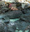 Spiny lizards in the New Mexico desert regulated their temperatures better when shade was dispersed in several small clusters compared to one large clump. The study says models that predict species extinction need to factor in the spatial dispersion of shade.