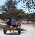 Men traveling by donkey cart through the &ne;Khomani San community in the southern Kalahari Desert, South Africa.