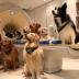 Trained dogs around the MR scanner.