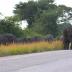 Elephants crossing the highway outside of Queen Elizabeth National Park, Uganda.
