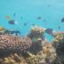 This is Lizard Island coral reef with study species, Spiny damselfish (<i>Acanthochromis polyacanthus</i>).