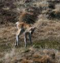 Fewer caribou calves are being born and more of them are dying in West Greenland as a result of a warming climate.