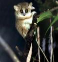 Micocebus murinus on the lookout for a mate.