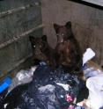 According to a study by researchers from the Wildlife Conservation Society, black bears that become habituated on human food and garbage do not necessarily learn these behaviors from their mother as previously assumed.
