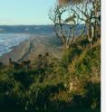 The sandy shore of the Chilean coast was 50 miles west of Monte Verde 14,000 calendar years ago. Early migrants are thought to have travelled to and from the ocean as well as inland for food prompting researchers to question how rapidly human migration in the Americas occurred.