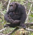 Chimpanzees living at Mahale Mountains National Park have been suffering from a respiratory disease that is likely caused by a variant of a human paramyxovirus.