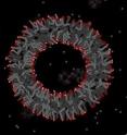 The process by which fatty acid micelles may form a vesicle is shown in this animation.