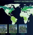 Forests cover nearly a third of the Earth's landmass. Falling into three categories -- tropical, temperate and boreal -- the forest types each have differing influences on local, regional and global climate.