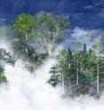 There are roughly 42 million square kilometers of forest on Earth, a swath that covers almost a third of the land surface, and those wooded environments play a key role in both mitigating and enhancing global warming.