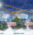 Forests play an integral role in the Earth's climate, and each forest type -- tropical, temperate and boreal -- has varying impacts on the climate, serving to both cool and warm the Earth. Forests help reduce global warming by absorbing the greenhouse gas carbon dioxide through photosynthesis and cooling the atmosphere through evaporation and transpiration. However, some forests, such as boreal forests in the northern latitudes, can be darker than their surrounding terrain and absorb the sun's energy more readily, which can lead to increasing warming. The play between these competing influences is currently an area that scientists are intensely studying.