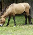 Veterinarians at the Smithsonian's National Zoo have performed a successful reverse vasectomy on a Przewalski's horse named Minnesota.  This is the first procedure of its kind to be performed on an endangered equid species.