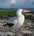 An adult Nazca booby looks over the colony.