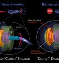 Scientists have learned a tiny molecular clutch disengages the flagellum's tail from the engine that powers its rotation. To see the full image, click the link below.