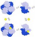 Morphlock-1 (yellow) binds the inactive form of a protein known as PBGS, an enzyme used by nearly all living things. The functioning form of PBGS is built from eight identical component parts, in what is called an octamer configuration (pink). The hexamer configuration (blue) is made of six parts and serves as a Morphlock-1 (yellow) binds the inactive form of a protein known as PBGS, an enzyme used by nearly all living things. The functioning form of PBGS is built from eight identical component parts, in what is called an octamer configuration (pink). The hexamer configuration (blue) is made of six parts and serves as a