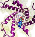 View of the ATP/ADP carrier from the cytoplasm, with the ADP molecule (blue, aqua, red and white spheres) at the entrance, ready to be funneled into the carrier.