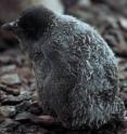 Rain has soaked this Adélie penguin chick in Antarctica before its feathers are capable of repelling water. Though the icy continent is in essence a dessert, coastal rainfall is becoming more common with changing climate.