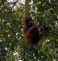 Endangered wild orangutan populations are declining more sharply in Sumatra and Borneo than previously estimated, according to new findings published this month by Great Ape Trust of Iowa scientist Dr. Serge Wich and other orangutan conservation experts.