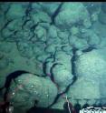 Basalts on seafloor near Juan de Fuca Ridge. Image shows about 3 by 4.5 feet.