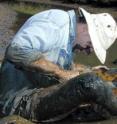 Researchers are finding astounding numbers of parasites in Pacific coast estuaries.