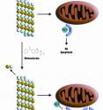 Mebendazole's mechanism of action in melanoma.