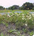 One of the 18 simulated green roofs used in the study led by Dr. Mark Simmons.