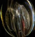 The warty comb jelly, <I>Mnemiopsis ledyi,</i> is a voracious carnivore, competing with fish for small crustaceans and zooplankton in the European seas.