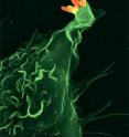 The most important tuberculosis pathogen, the bacterium Mycobakterium tuberculosis, divides itself every 16 to 20 hours. In comparison to other bacteria, which divide themselves in the space of minutes, this is extremely slow.