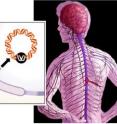 The gene transfer vector (left) is injected into the skin in the area of pain (red line, right). From the skin, the vector is carried into sensory nerves and releases the inhibitory neurotransmitter locally in the spinal cord (red oval).