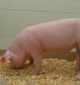 Pig born with cystic fibrosis.