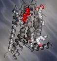The new Scripps Research study reveals the structure of the human A2A adenosine receptor (sometimes referred to as the "caffeine receptor"), shedding light on the large and medically important family of G protein-coupled receptors. The new Scripps Research study reveals the structure of the human A2A adenosine receptor (sometimes referred to as the "caffeine receptor"), shedding light on the large and medically important family of G protein-coupled receptors.