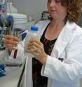 Dr. Susanne Talcott, assistant professor with the Texas A&M University’s nutrition and food science department, works with acai. She found that acai antioxidants are absorbed in the human body.