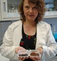 Dr. Susanne Talcott, assistant professor with the Texas A&M University’s nutrition and food science department, found that acai antioxidants are absorbed in the human body.