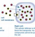 Left cell: The cellular defense works. The MXR transporter pumps potentially detrimental chemicals out of the cell.
Right cell: The cellular defense is disturbed by chemosensitizers that block the transporter. As a consequence the detrimental compounds cannot be pumped out and accumulate inside the cell.