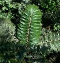 This palm is one of more than 1,100 tree species in a 25 hectare area.