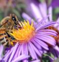 If the foraging bees are removed from a hive, some young bees develop into foragers much earlier in life than usual. Robinson's lab found that this developmental change is triggered by social cues.