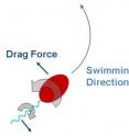 This image shows how opposite rotations of the head and tail of the single-celled microbe Caulobacter crescentus creates drag, which helps dictate its swimming direction in a fluid. The other influence is a phenomenon called Brownian motion.