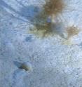 The giant deep sea protist, <i>Gromia sphaerica</i>, approaches three large cup corals growing on a half-buried sea urchin.