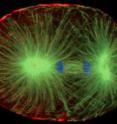 A photomicrograph made using fluorescent light microscopy shows a one-cell stage Caenorhabditis elegans (roundworm) embryo undergoing cell division. Microtubules (green) are rigid protein polymers that organize, capture and move chromosomes (blue) made up of DNA. Chromosomes are in two groups, which are being pulled by microtubules towards opposite poles of the bipolar spindle. The microfilament cytoskeleton (red) is at the cell cortex just underneath the cell membrane. These longer, more flexible protein polymers must be organized into a "cleavage furrow" that pulls a circumferential ring of the cell surface into the center of the cell, ultimately dividing the single parent cell into two daughter cells at the end of cell division -- each with one complete set of chromosomes and genes. The organization and constriction of the cleavage furrow happens slightly later.