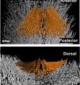 Vectors show the mesodermal cells moving in a directed manner, traveling down and diverging at the same time. The ectoderm, on the other hand, moves down but converges as it goes.