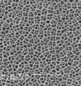 This is a buckyball-treated membrane. This is a buckyball-treated membrane.