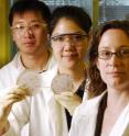 Pictured are assistant professor Wendy Kelly (right), graduate student Lisa Pan (center) and postdoctoral fellow Chaoxuan Li with cultures of the bacterium that produces the antibiotic thiostrepton. Pictured are assistant professor Wendy Kelly (right), graduate student Lisa Pan (center) and postdoctoral fellow Chaoxuan Li with cultures of the bacterium that produces the antibiotic thiostrepton.