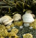 These snails are feeding on barnacles on the Maine shoreline. These snails are feeding on barnacles on the Maine shoreline.