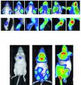 Upon inflammation, a transcription factor (NF-kB) activates the translation of a firefly protein (Luciferase) generating photons in cells of diseased tissues. 
The technique is highly sensitive and predicts development, severity and outcome of disease. Top: Skin disease with gradual involvement of ears and snout. Middle: Arthritis development, light signals appear several weeks before clinical signs. Bottom: 
Development of inflammatory signals from the intestines (inflammatory bowel disease, and perianal inflammation).