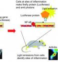 Upon inflammation, the transcription factor NF-kB in cells of transgenic mice activates the translation of the Luciferase protein. Luciferase allows light emissions from inflamed tissue.