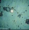 A sea urchin was photographed wandering on the deep-sea bottom during a Census of Marine Life expedition to the Southern Ocean. A sea urchin was photographed wandering on the deep-sea bottom during a Census of Marine Life expedition to the Southern Ocean.