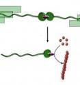 A catalyst can be switched from a dormant to an active state by pulling on a polymer chain, a "molecular ripcord".