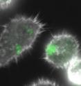 This is <i>Salmonella</i>, colored green, inside macrophage cells. This is <i>Salmonella</i>, colored green, inside macrophage cells.